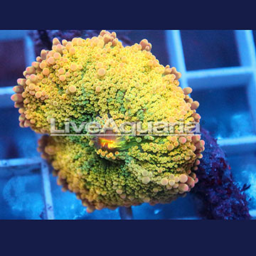 Ricordea Mushroom Coral Solomon