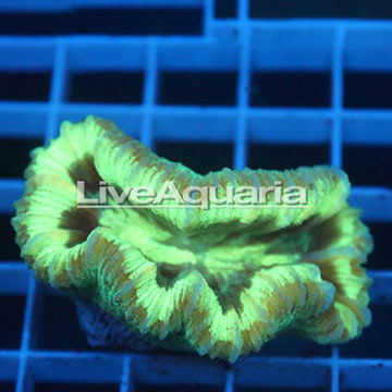 Open Brain Coral Solomon