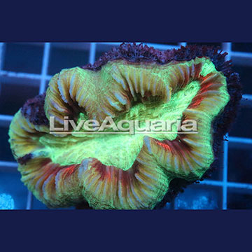 Open Brain Coral Solomon