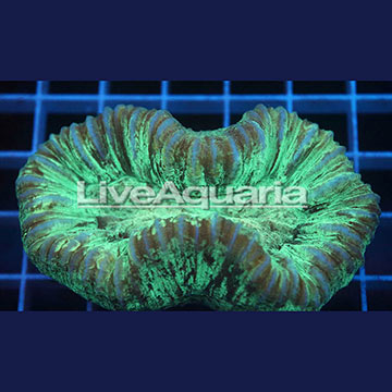 Open Brain Coral Solomon