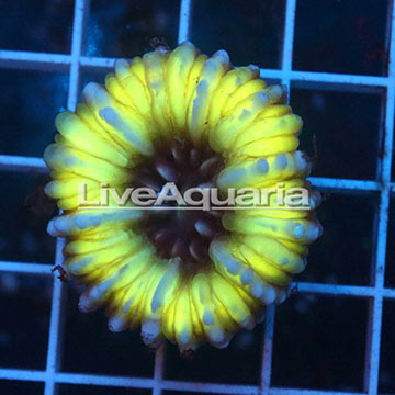 Cynarina Button Coral Solomon
