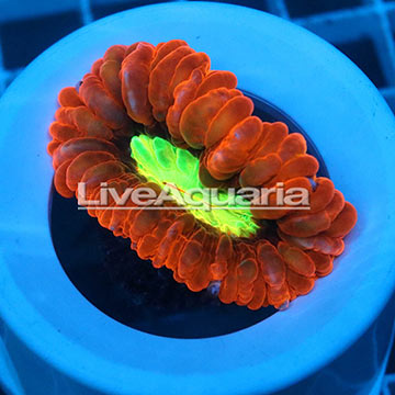 Cynarina Button Coral Solomon