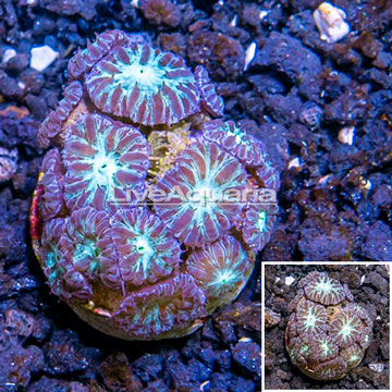 LiveAquaria® Cultured Blastomussa Merletti Coral