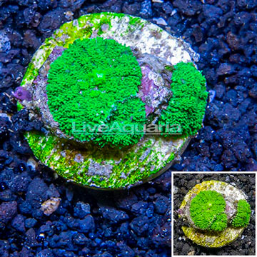 Rhodactis Mushroom Rock Indonesia