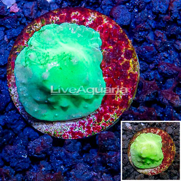 LiveAquaria® Cultured Cabbage Leather Coral 