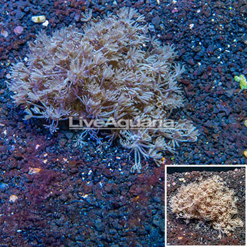  Xenia Coral Indonesia