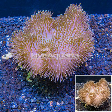 Toadstool Leather Coral Indonesia