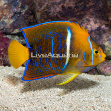 Passer Angelfish