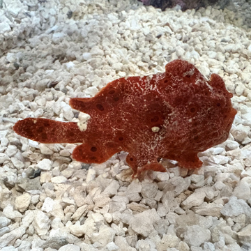 Red Anglerfish