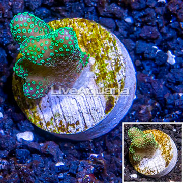 LiveAquaria® Cultured Stylophora Coral