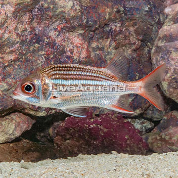 Dusky Squirrelfish 