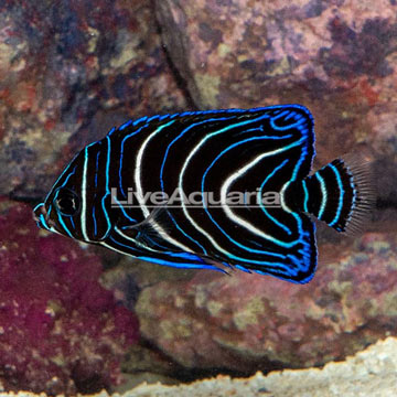 Koran Angelfish, Juvenile