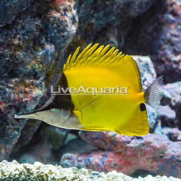 Yellow Longnose Butterflyfish