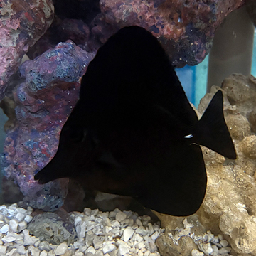Black Longnose Tang 