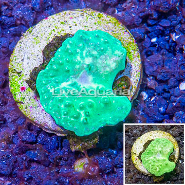 LiveAquaria® Cultured Cabbage Leather Coral 