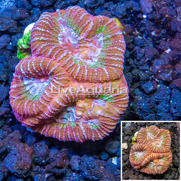 LiveAquaria® Cultured Goniastrea Brain Coral 