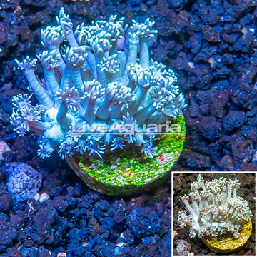 LiveAquaria® Cultured Goniopora Coral 