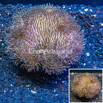 Toadstool Mushroom Leather Coral  Indonesia