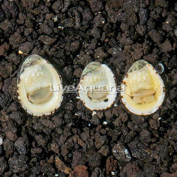 Nerite Snails, Trio