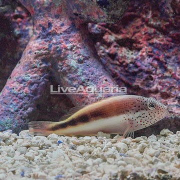 Freckled Hawkfish 