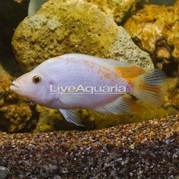 Red Devil Cichlid