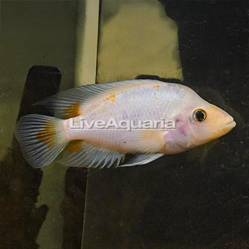 Midas Cichlid