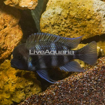 Frontosa Cichlid