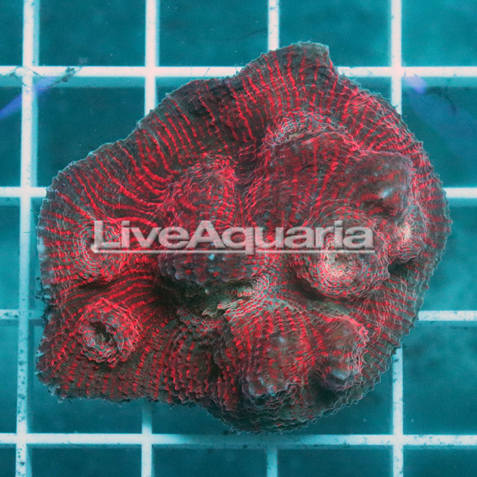 Chalice Coral Solomon