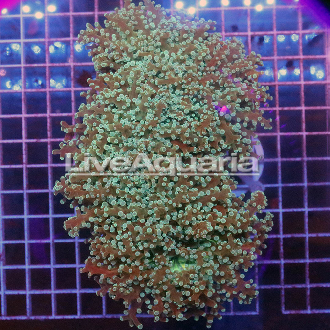 Green and Orange Frogspawn Coral Solomon