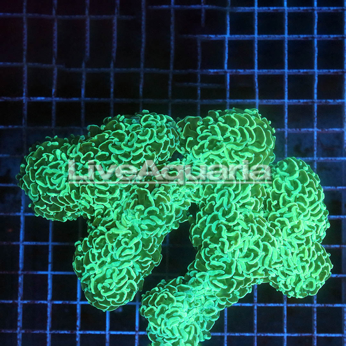 Green Hammer Coral Solomon