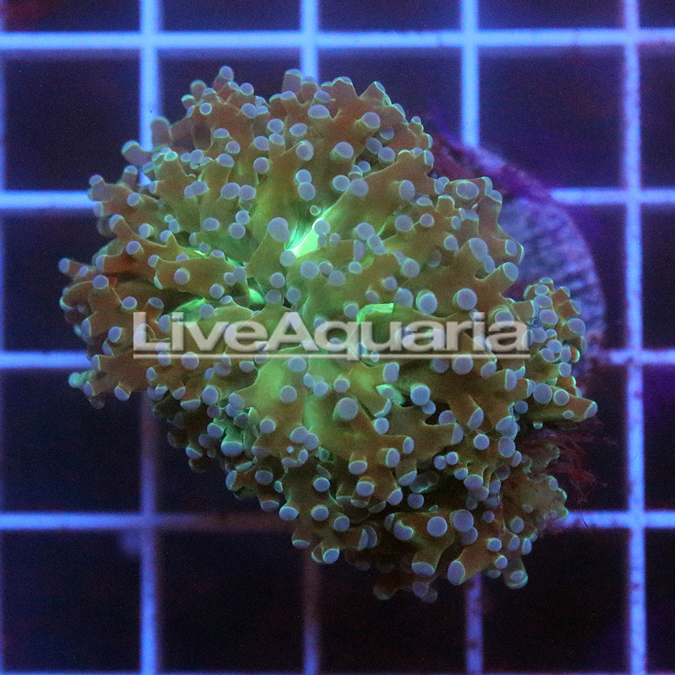 Green and Orange Frogspawn Coral Solomon