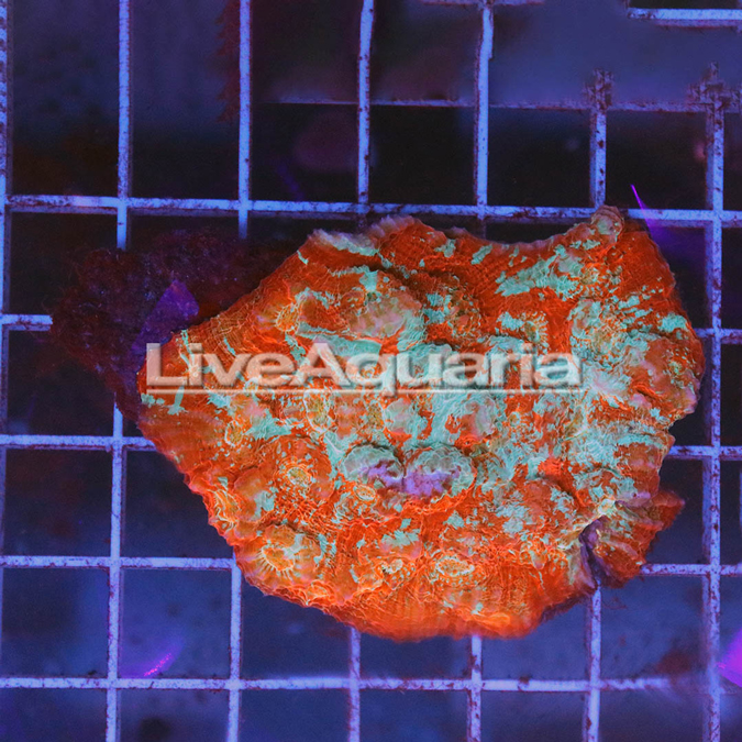 Chalice Coral Solomon