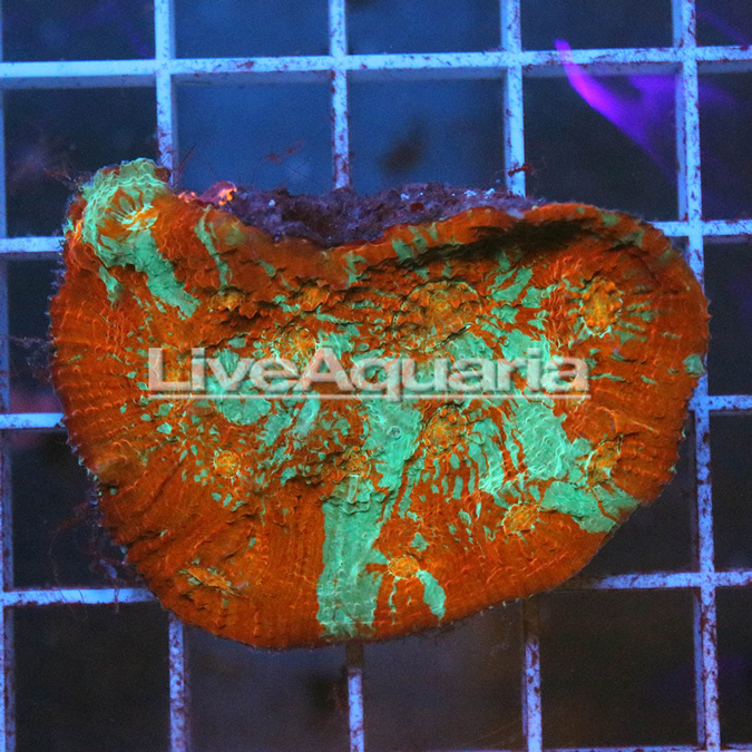 Chalice Coral Solomon