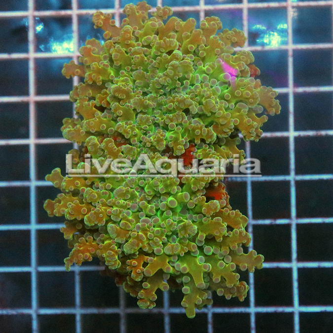 Green and Orange Frogspawn Coral Solomon
