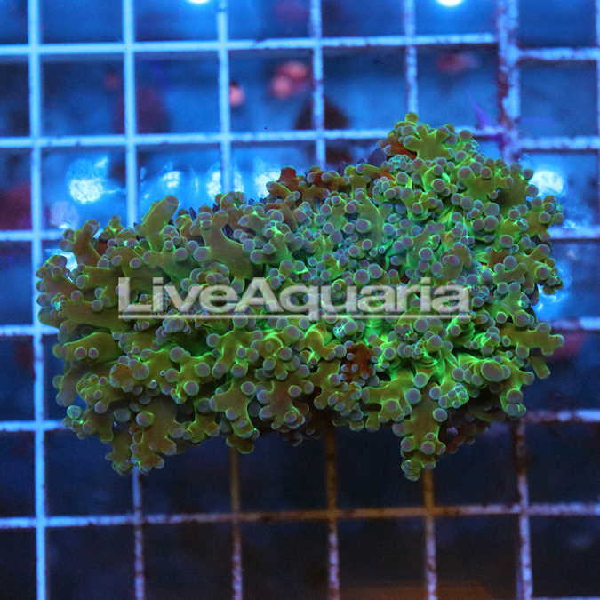 Green Frogspawn Coral Solomon