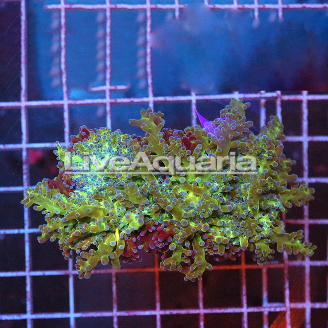 Green and Orange Frogspawn Coral Solomon