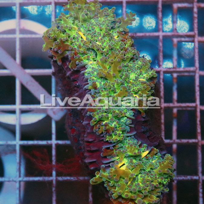 Green and Orange Frogspawn Coral Solomon