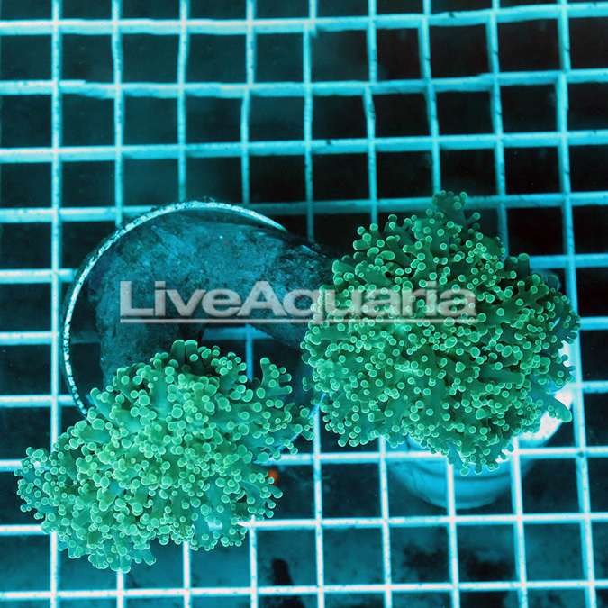 Green Frogspawn Coral Solomon