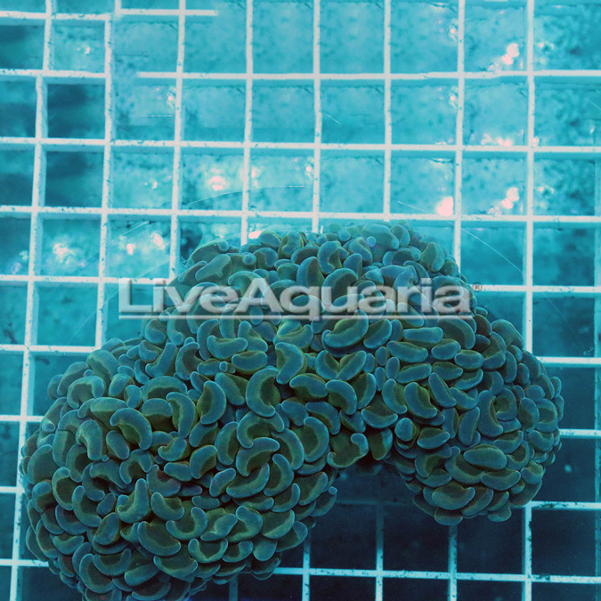 Green Hammer Coral Solomon