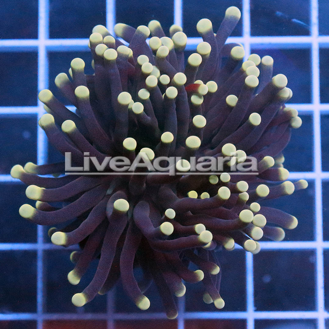 Cream Tip Torch Coral Solomon