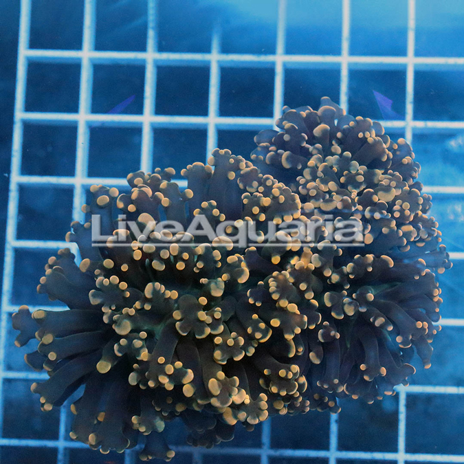 Orange Frogspawn Coral Solomon