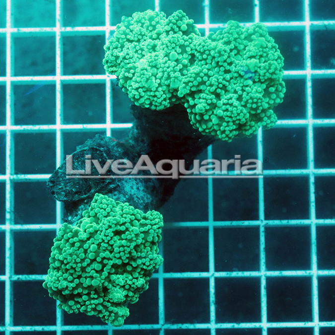 Green Frogspawn Coral Solomon