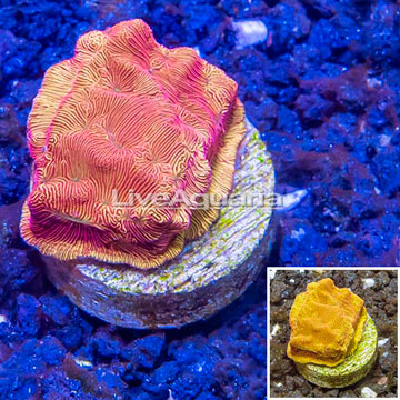 LiveAquaria® Cultured Leptastrea Coral