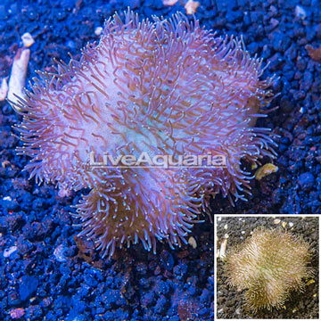 Toadstool Mushroom Leather Coral Indonesia