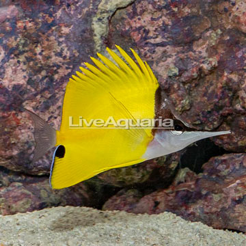 Yellow Longnose Butterflyfish [Blemish]