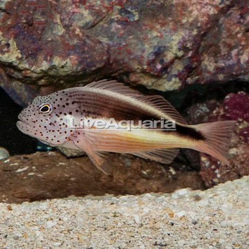 Freckled Hawkfish 