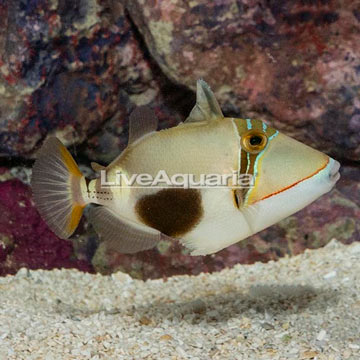 Boomerang Triggerfish