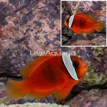 Tomato Clownfish