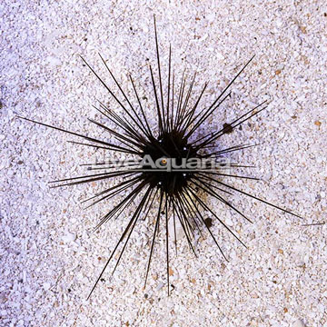 Black Longspine Urchin 