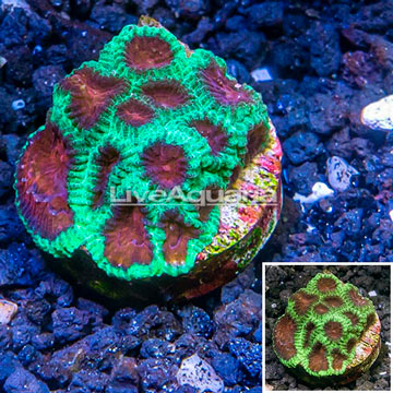 LiveAquaria® Cultured Favia Coral